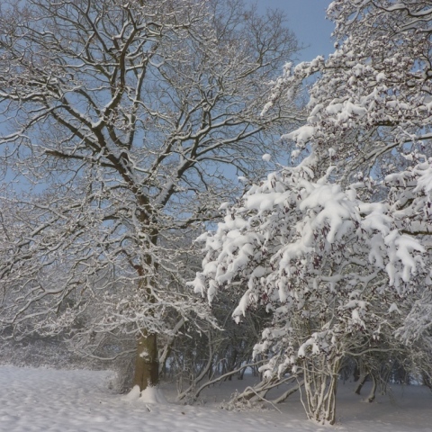 Maxmills Farm - Trees in Snow